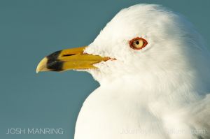Josh Manring Photographer Decor Wall Arts - Bird Photography -233.jpg